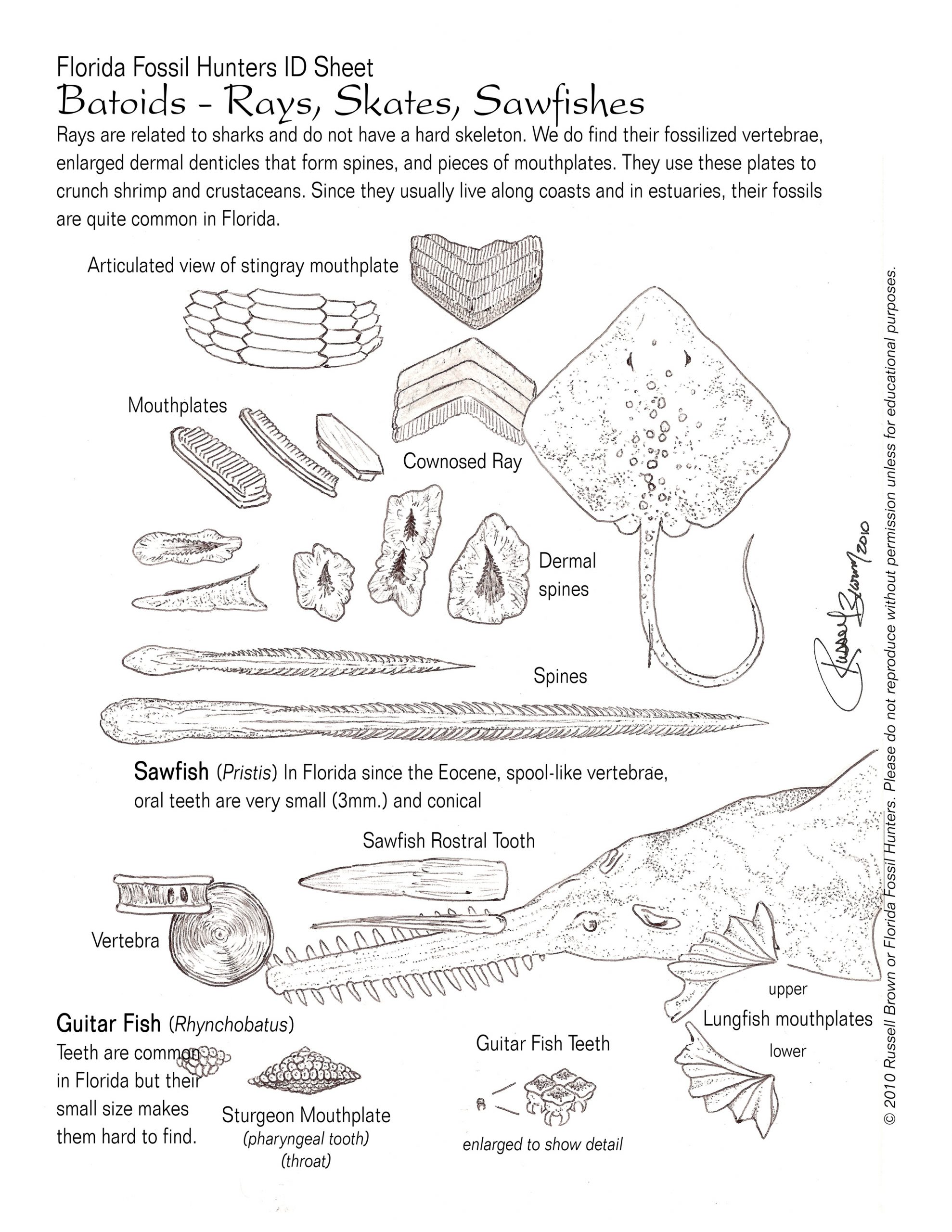 Fossil ID Sheets by Russell Brown | Florida Fossil Hunters