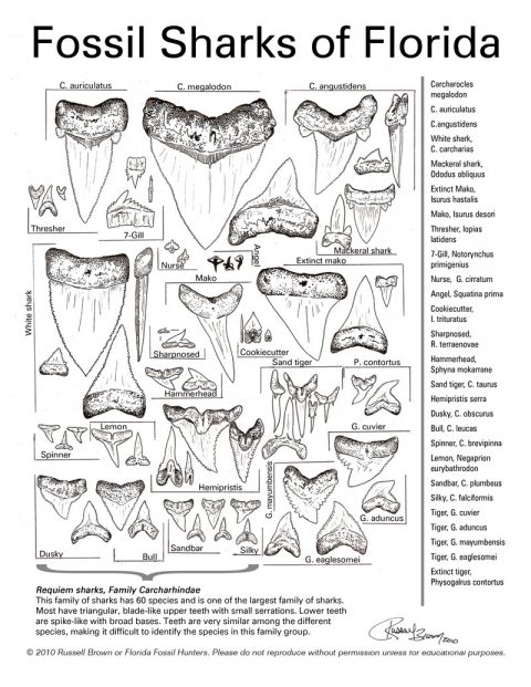 Fossil ID Sheets by Russell Brown | Florida Fossil Hunters